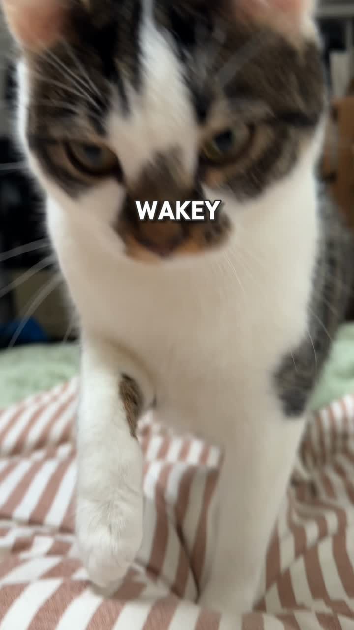 Pets UGC video